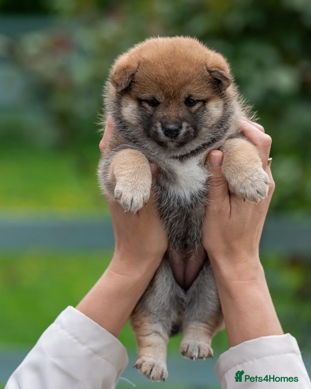 Japanese Shiba Inu dogs for sale: Exclusive Japanese Shiba Inu Puppies  🇯🇵 - Advert 19