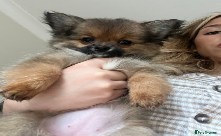 Pomchi dogs - Advert 2
