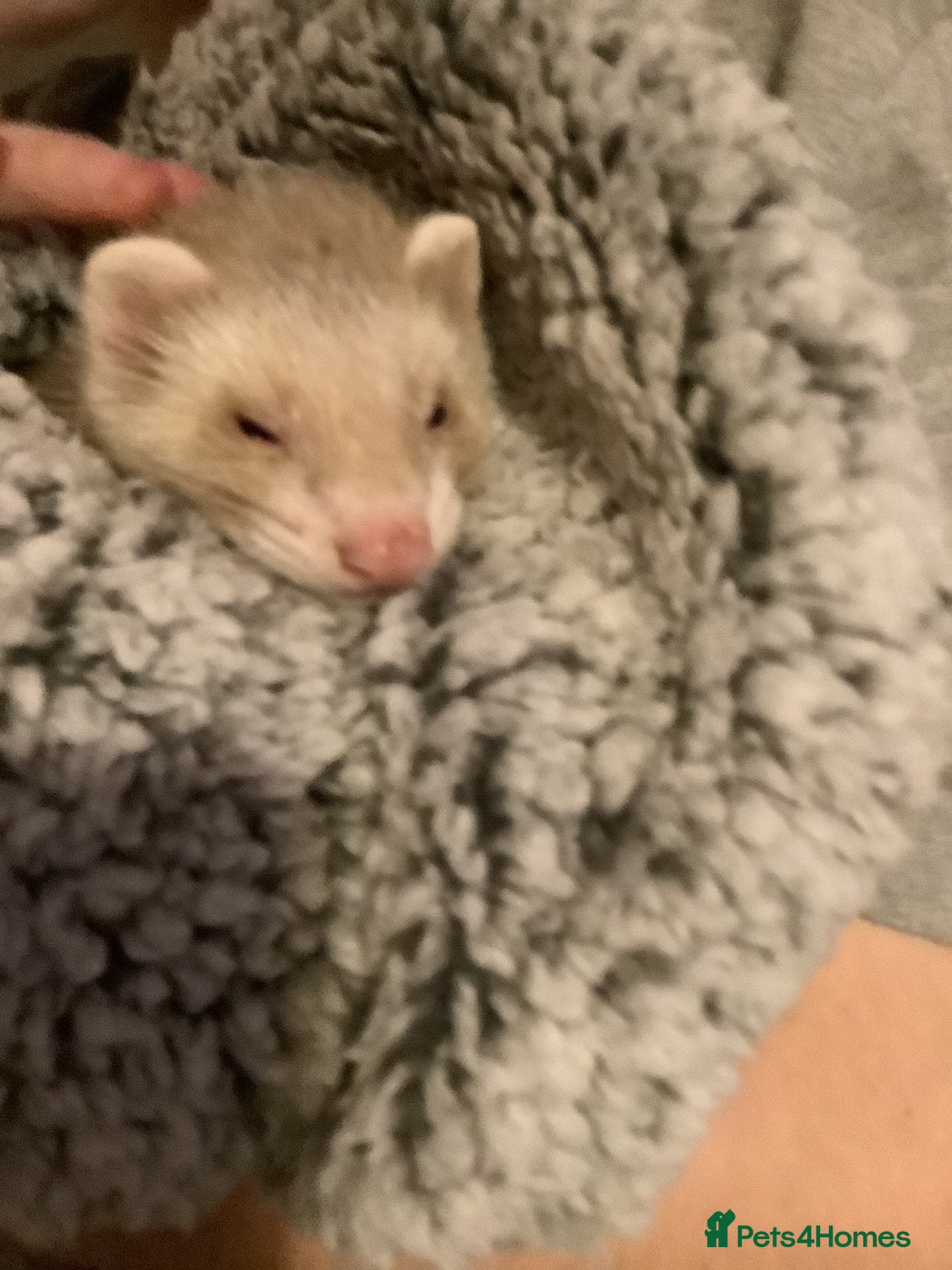 Ferret rodents hob for sale - Advert 1