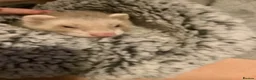 Ferret rodents for sale: hob for sale - Advert 1