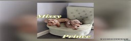 Miniature Dachshund dogs for sale: 4 Beautiful isabella Tan&Dapple mini dachshunds - Advert 2