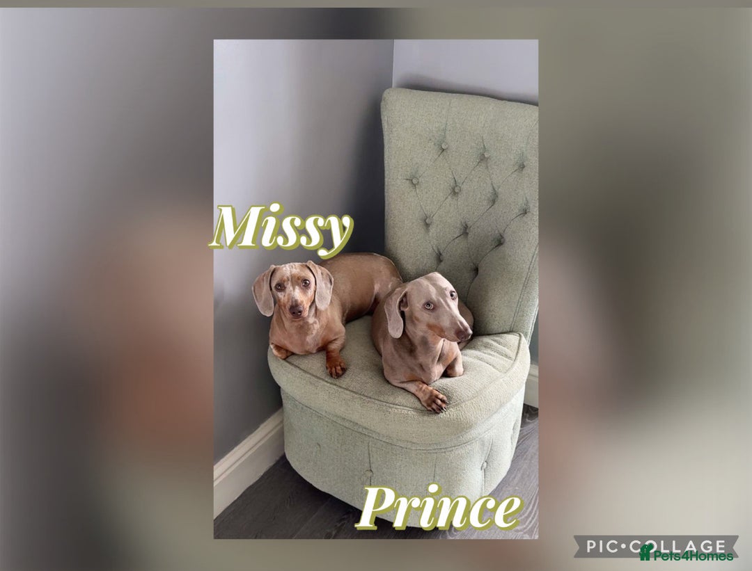 Miniature Dachshund dogs for sale: 4 Beautiful isabella Tan&Dapple mini dachshunds - Advert 2