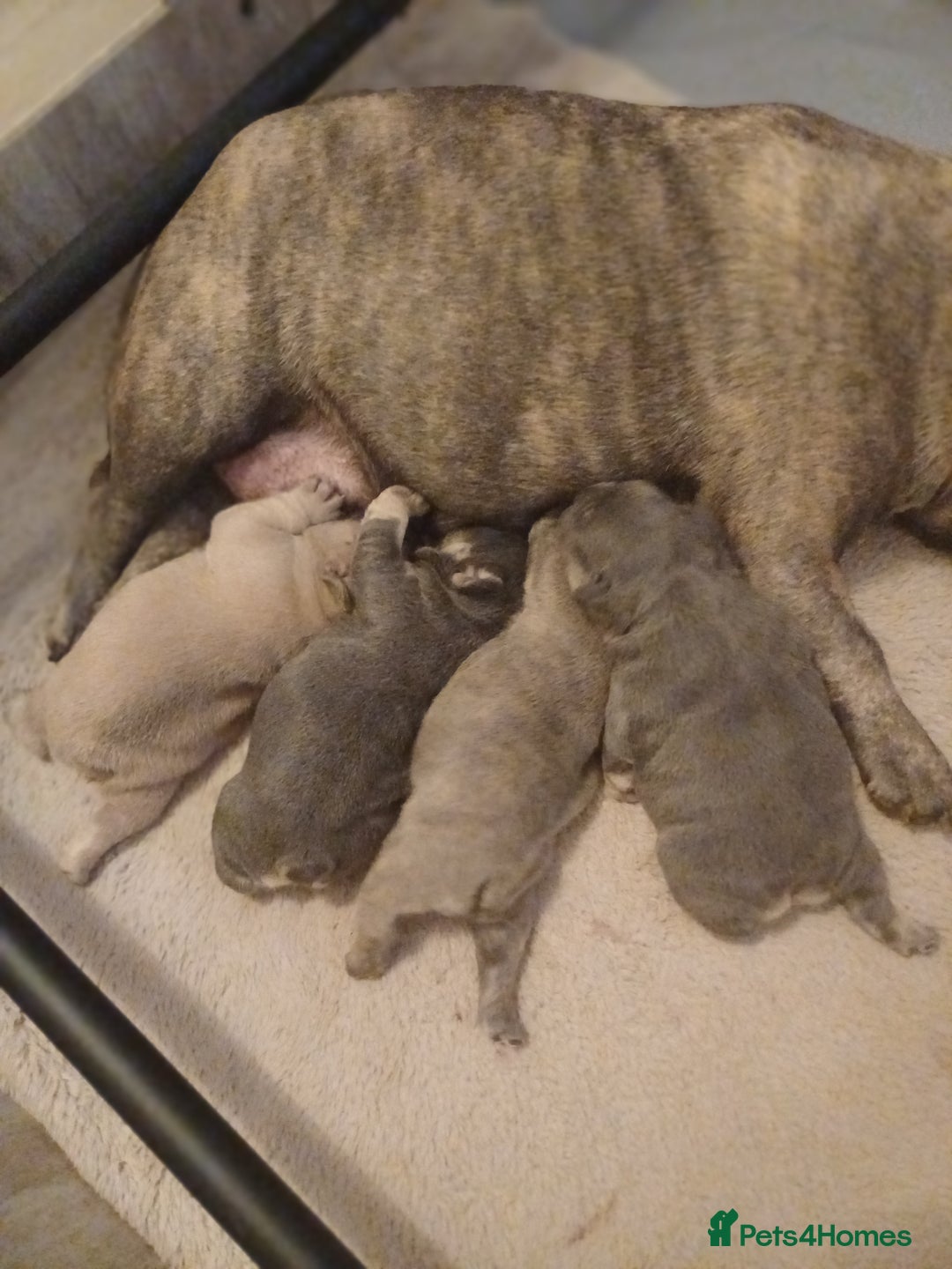 French Bulldog dogs for sale: Beautiful litter of amazing babies  - Advert 1