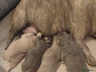 French Bulldog dogs Beautiful litter of amazing babies - Advert 3