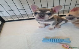 French Bulldog dogs for sale: Lilac puppy boy micro lines  - Image 5