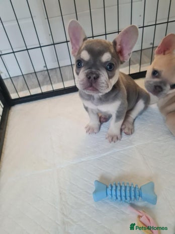 French Bulldog dogs - Advert 4