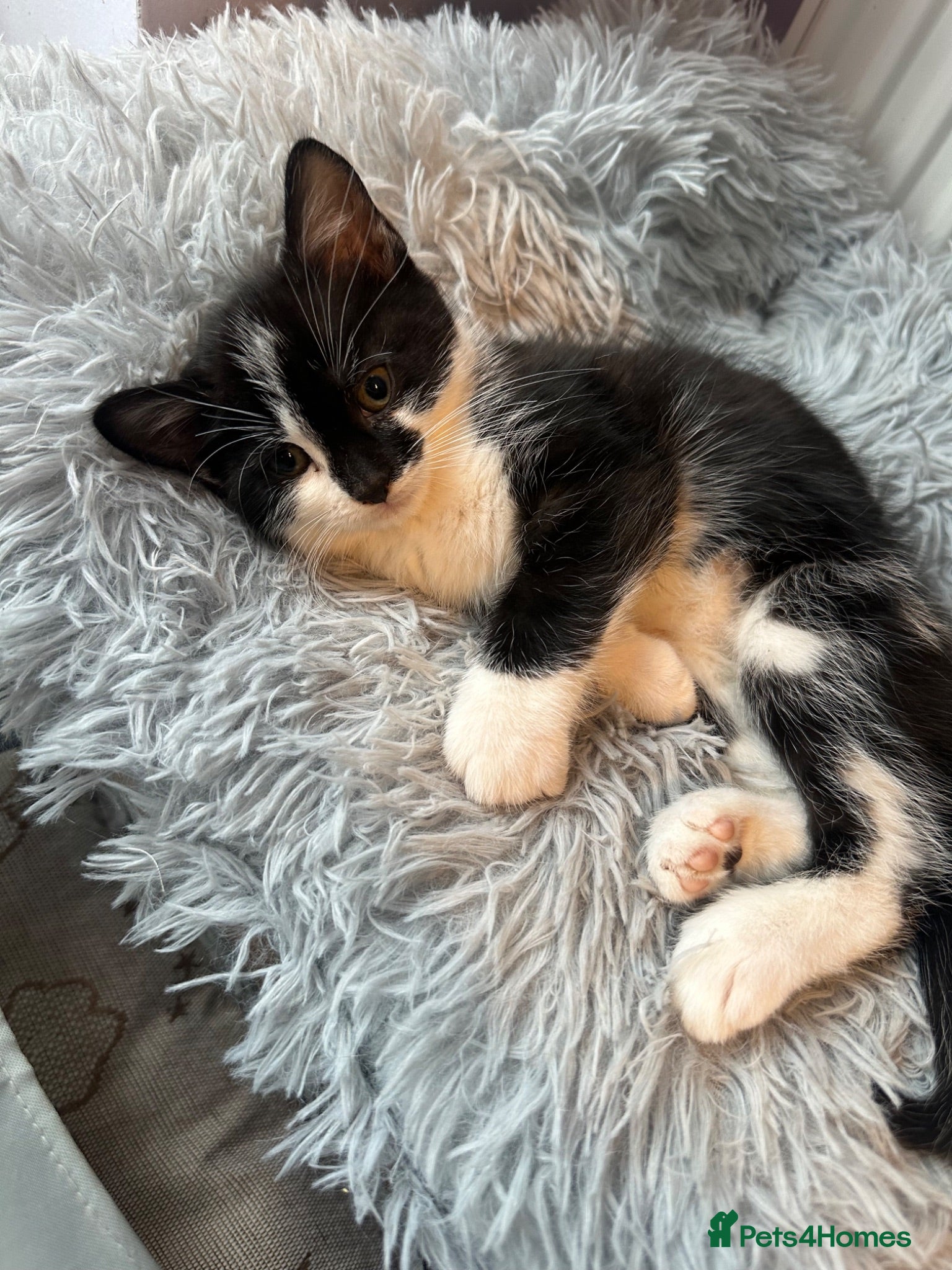 Mixed Breed cats *LAST ONE* Mixed breed kittens - READY NOW - Advert 13