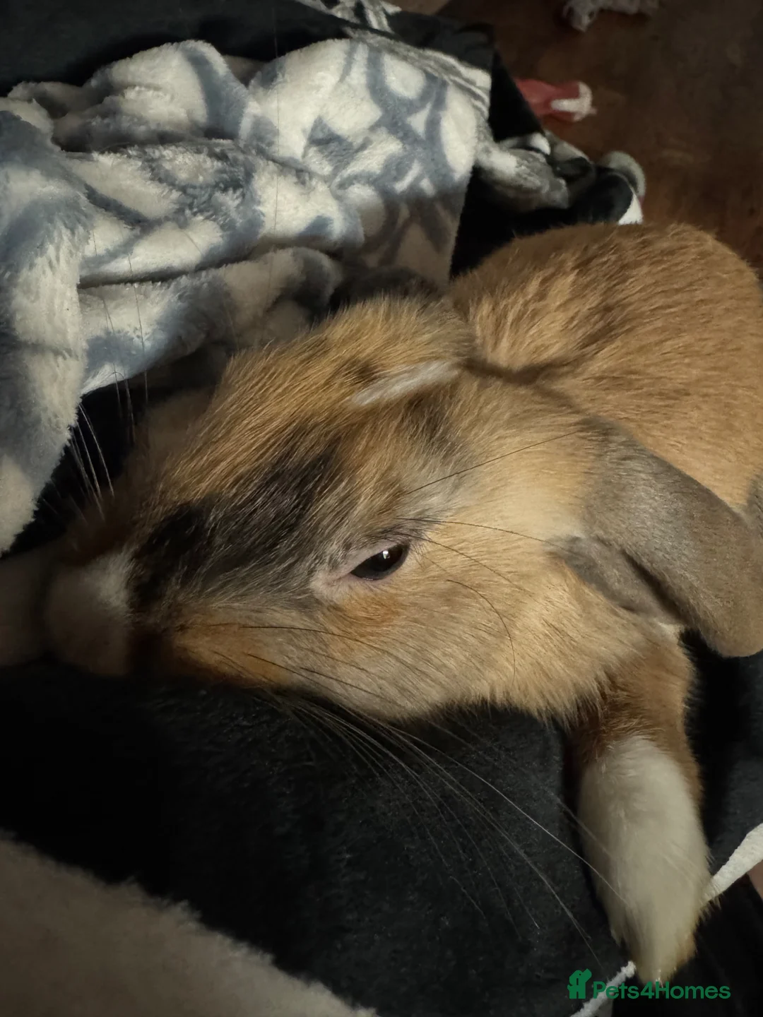 Mixed Breed rabbits for sale: Bunny in Wantage - Advert 2
