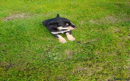 Mixed Breed dogs for sale: 3 female pups Border collie × Kelpie  - Image 15