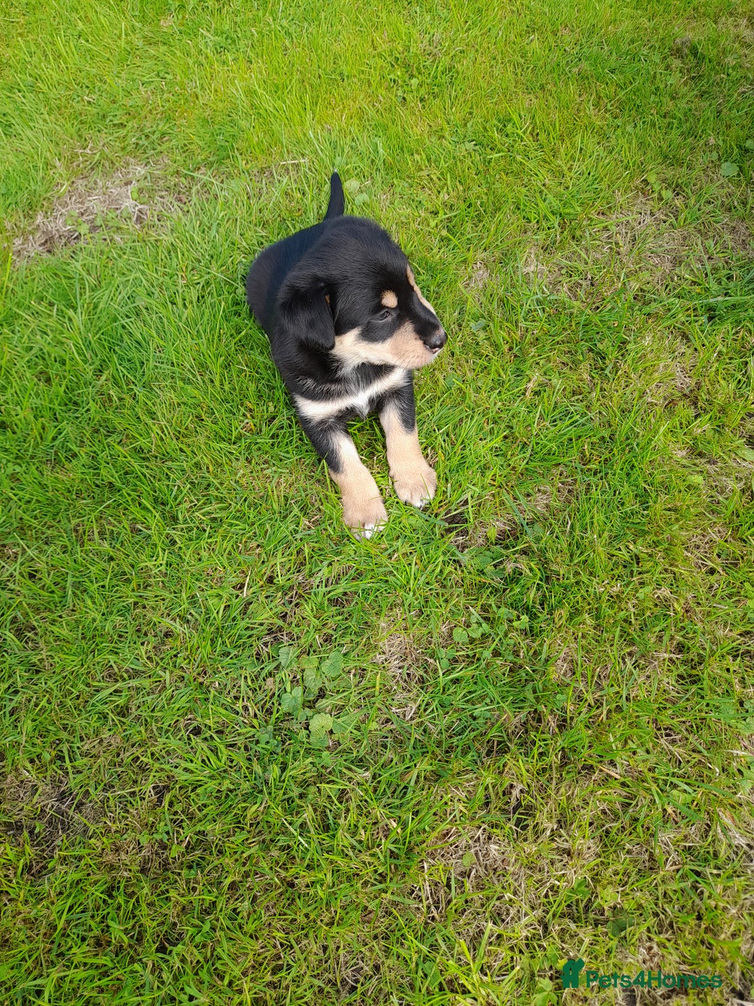 Mixed Breed dogs for sale: 3 female pups Border collie × Kelpie  - Image 15