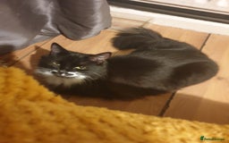 Mixed Breed cats for sale: Male and female kitten looking for forever home  - Image 3
