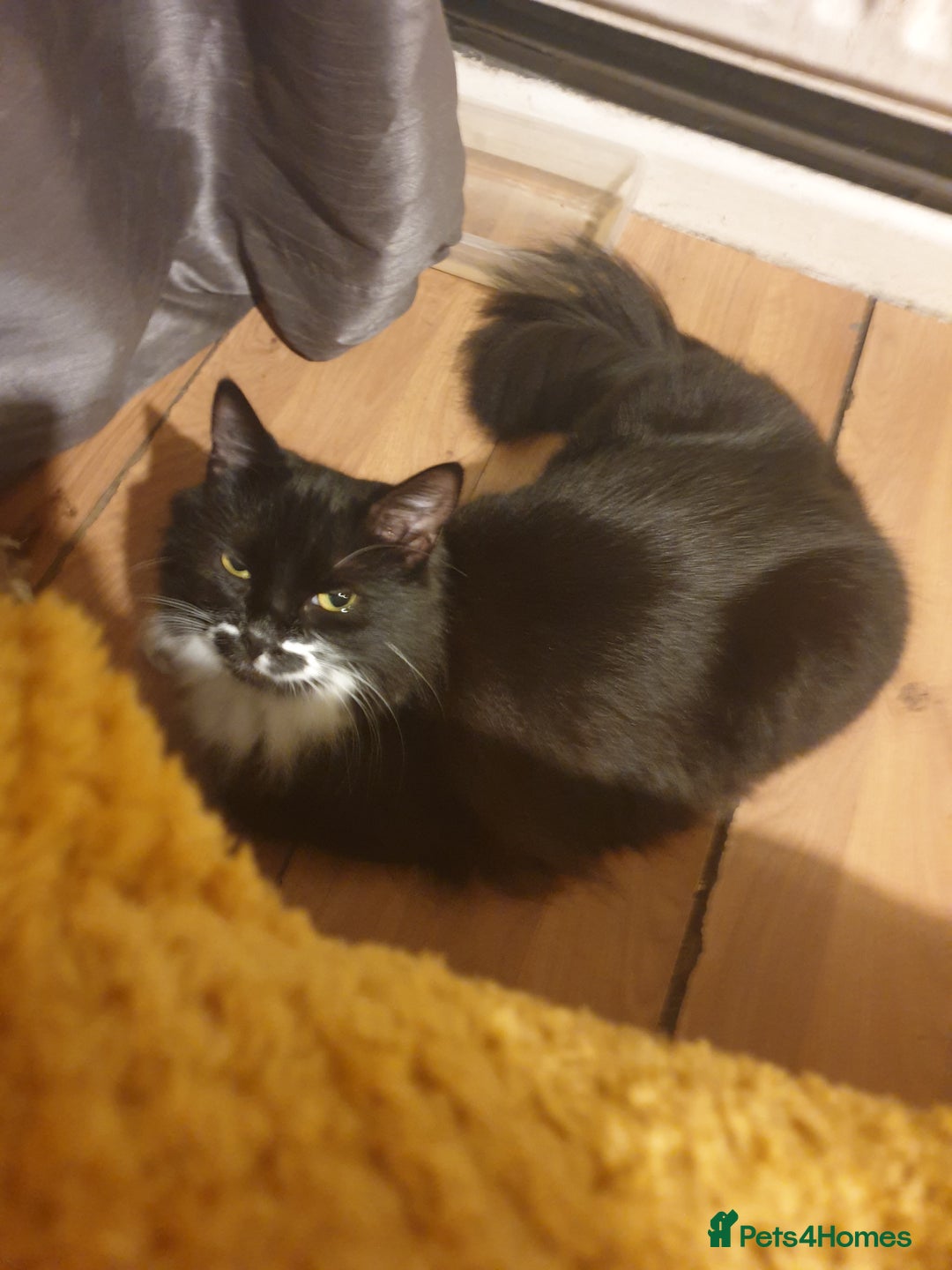 Mixed Breed cats for sale: Male and female kitten looking for forever home  - Image 3