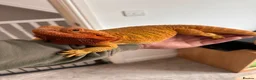 Bearded Dragon reptiles for sale: Female Bearded Dragon and Enclosure  - Advert 3