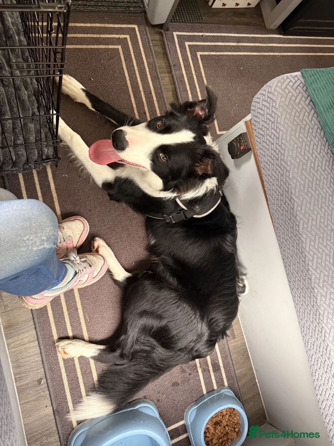 Border Collie dogs for sale: Cooper 7months old  in Par - Advert 6