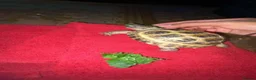 Tortoise reptiles for sale: Lucky the tortoise  in London - Advert 1