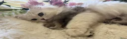 British Longhair cats for sale: Stunning Silver Tipped Longhair Kittens - Advert 8