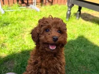 Miniature Poodle dogs Kc gorgeous red mini Poodle 5 gen pedigree - Advert 5