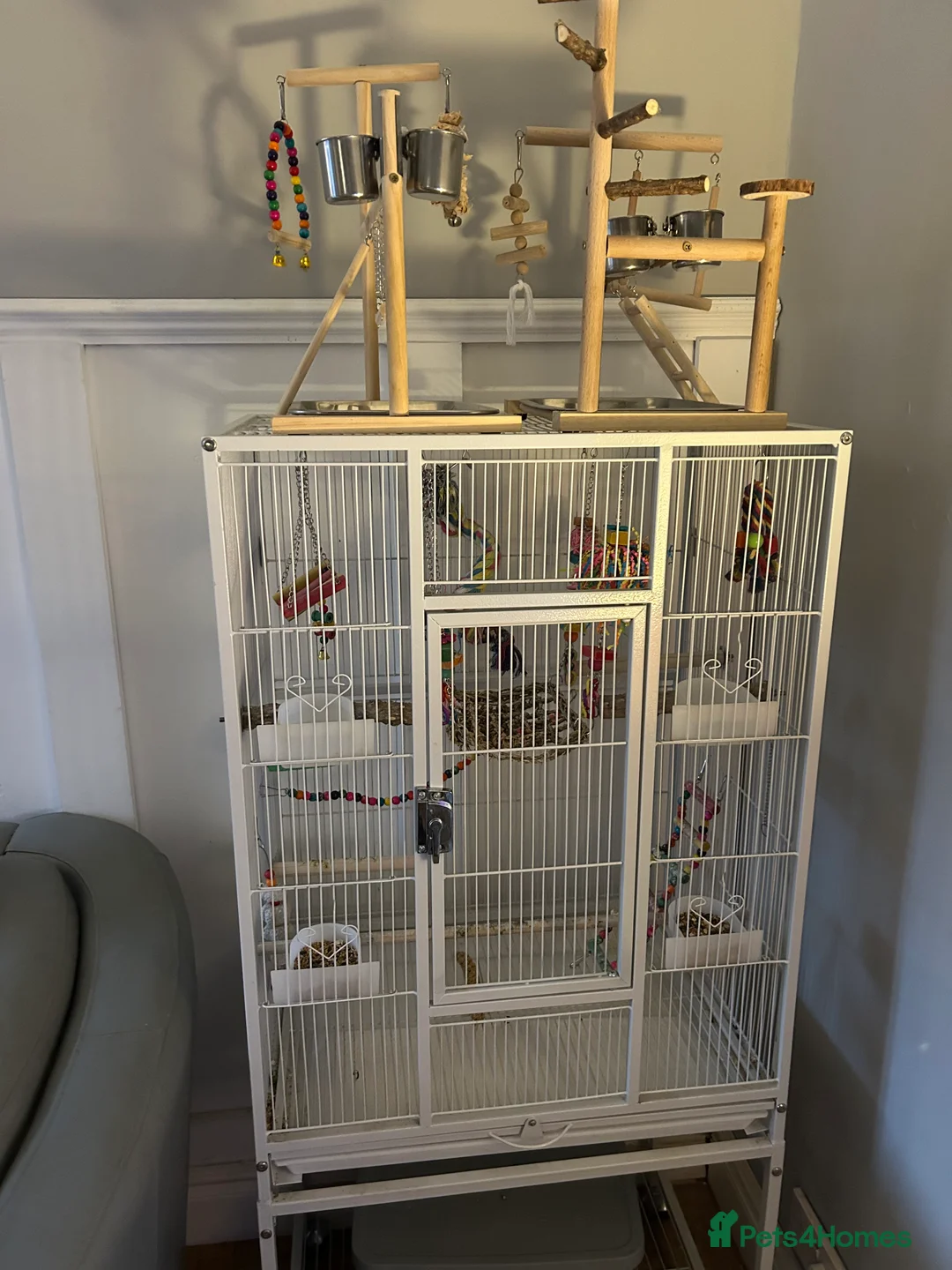 Cockatiels birds for sale: 2 cocktateils for sale - Advert 6