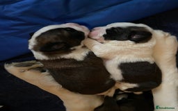 Saint Bernard dogs for sale: Gorgeous Saint Bernard puppies looking for homes - Image 3
