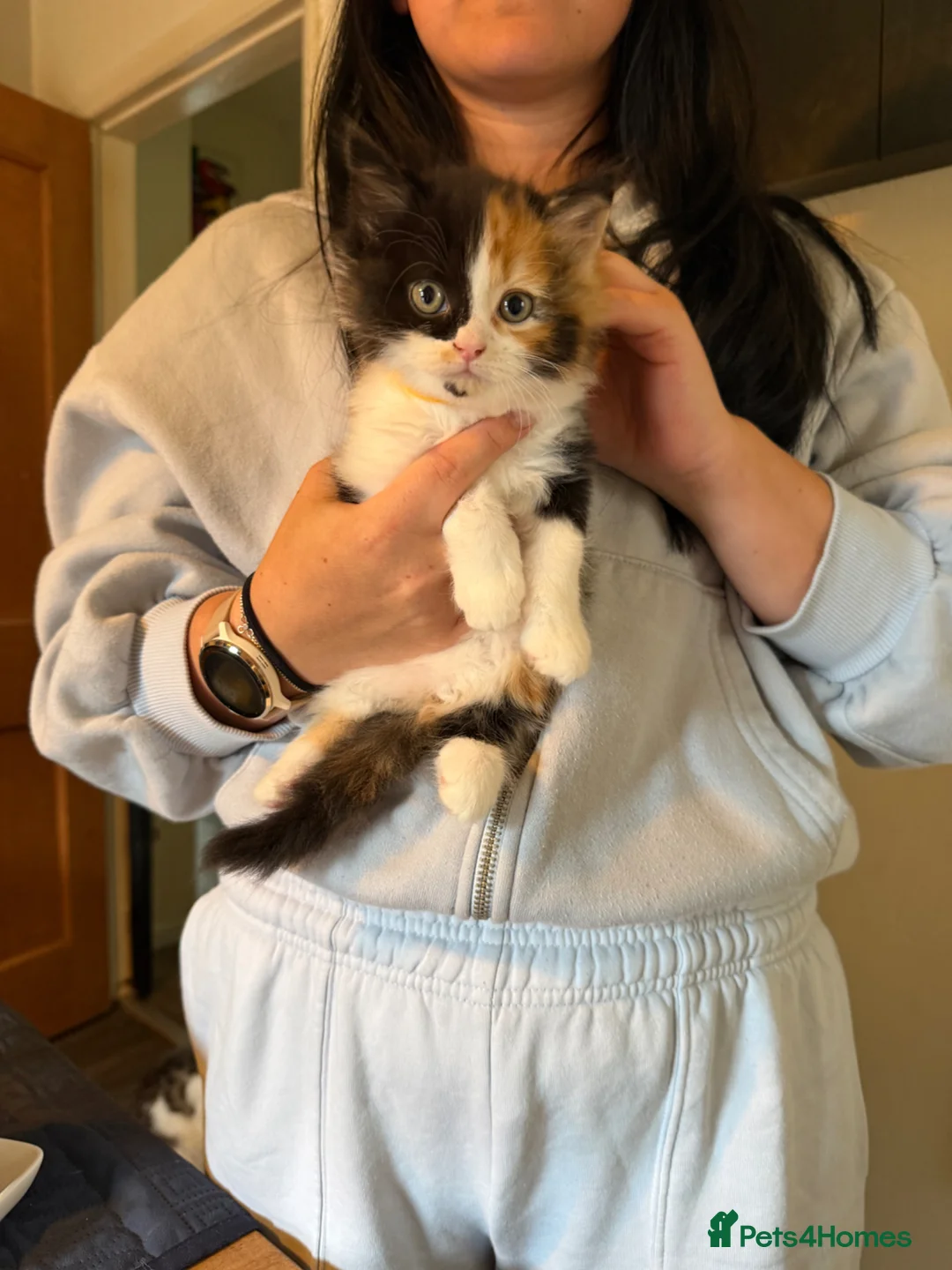 Mixed Breed cats for sale: A litter of beautiful kittens. - Advert 1