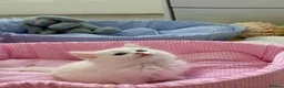 Munchkin cats for sale: Turkish Angora x Munchkin male and female  - Advert 9