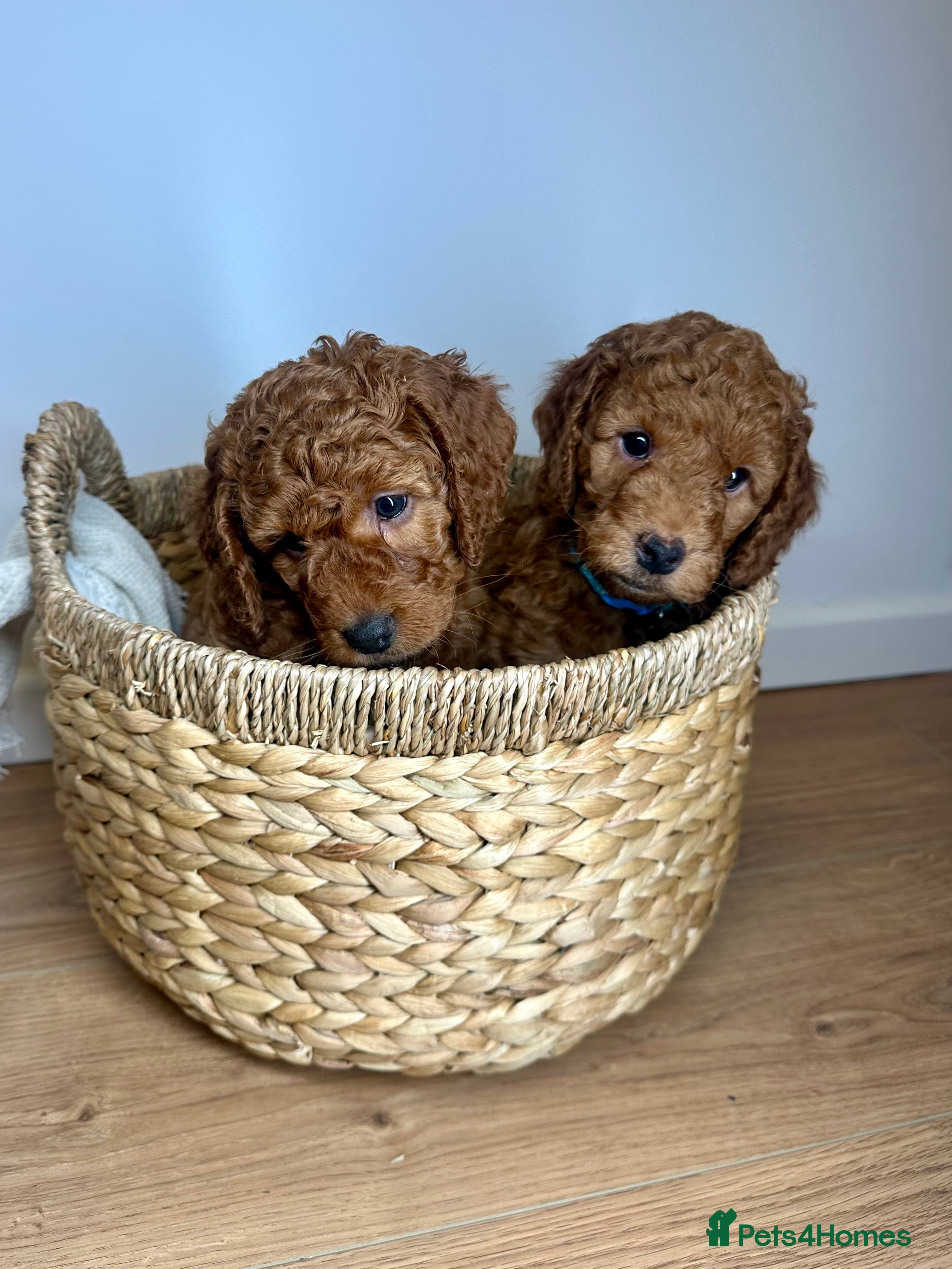 Cockapoo dogs Red Mini Cockapoo Puppies-Ready - 14 of January  - Advert 6