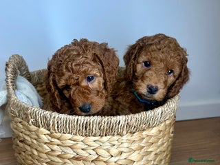 Cockapoo dogs Red Mini Cockapoo Puppies-Ready - 14 of January - Advert 7
