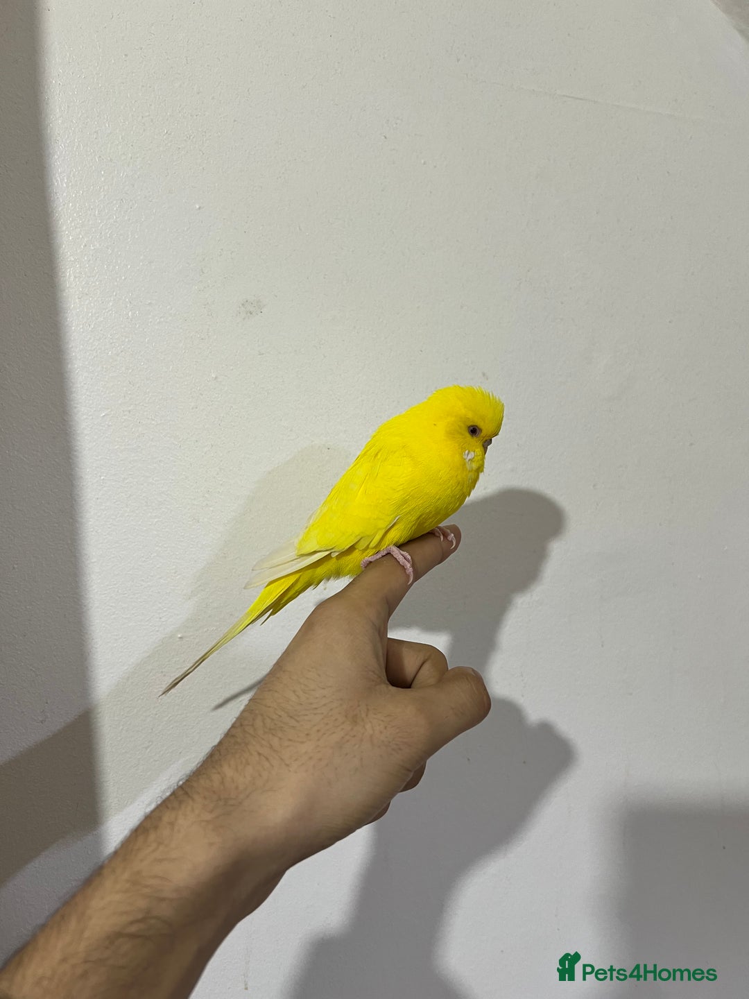 Cockatiels birds for sale: 2x Cocaktiels and Lutino Budgie with cage - Advert 5