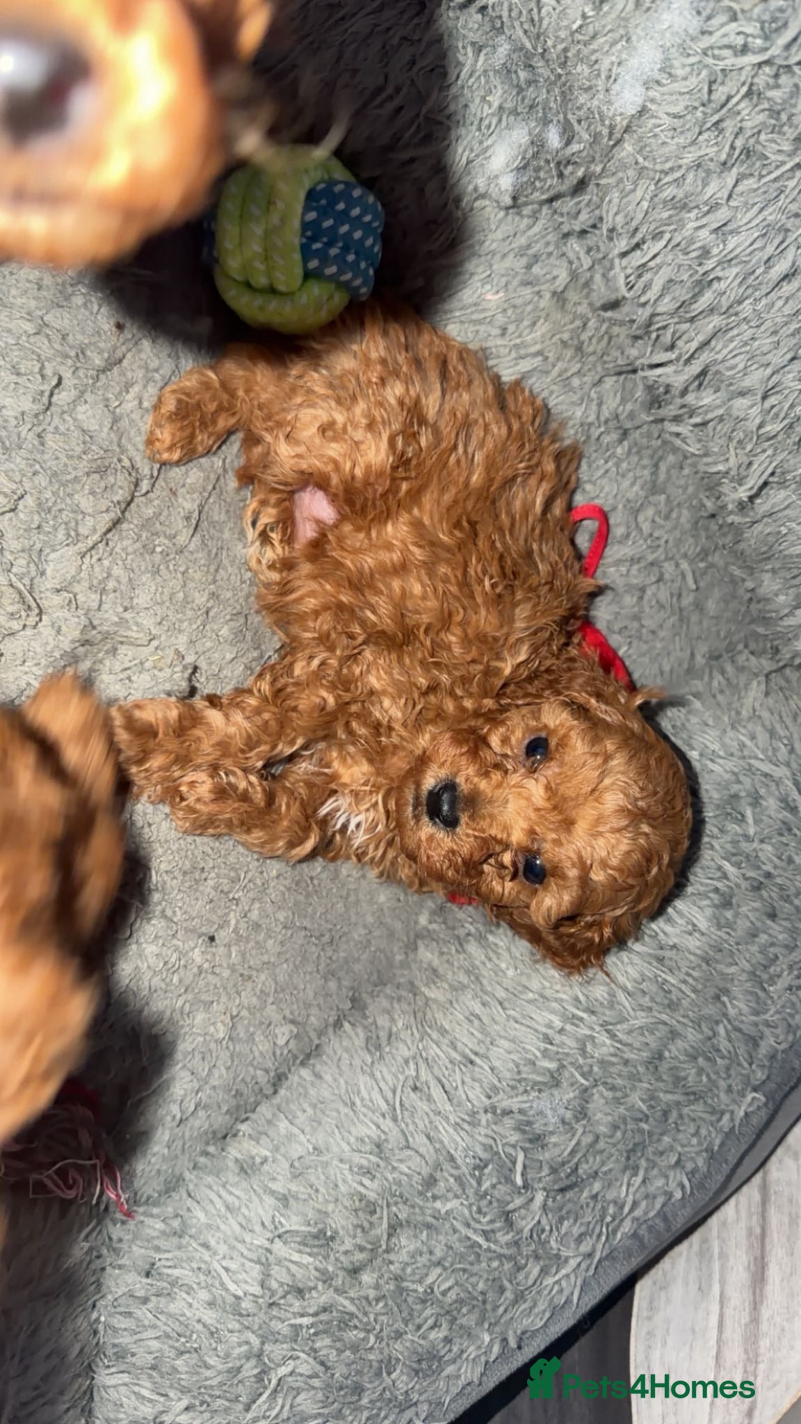 Toy Poodle dogs Tiny red toy poodles, kc dna health clear parents  - Advert 3