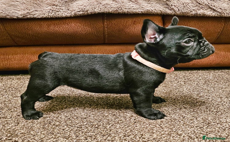 French Bulldog dogs - Advert 5