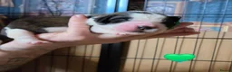 Saint Bernard dogs for sale: Saint Bernard puppies  - Advert 19