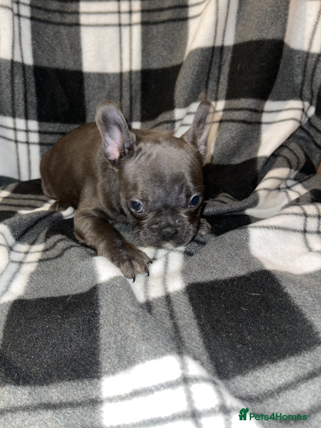 French Bulldog dogs for sale: Beautiful French bull dog puppies  - Advert 16