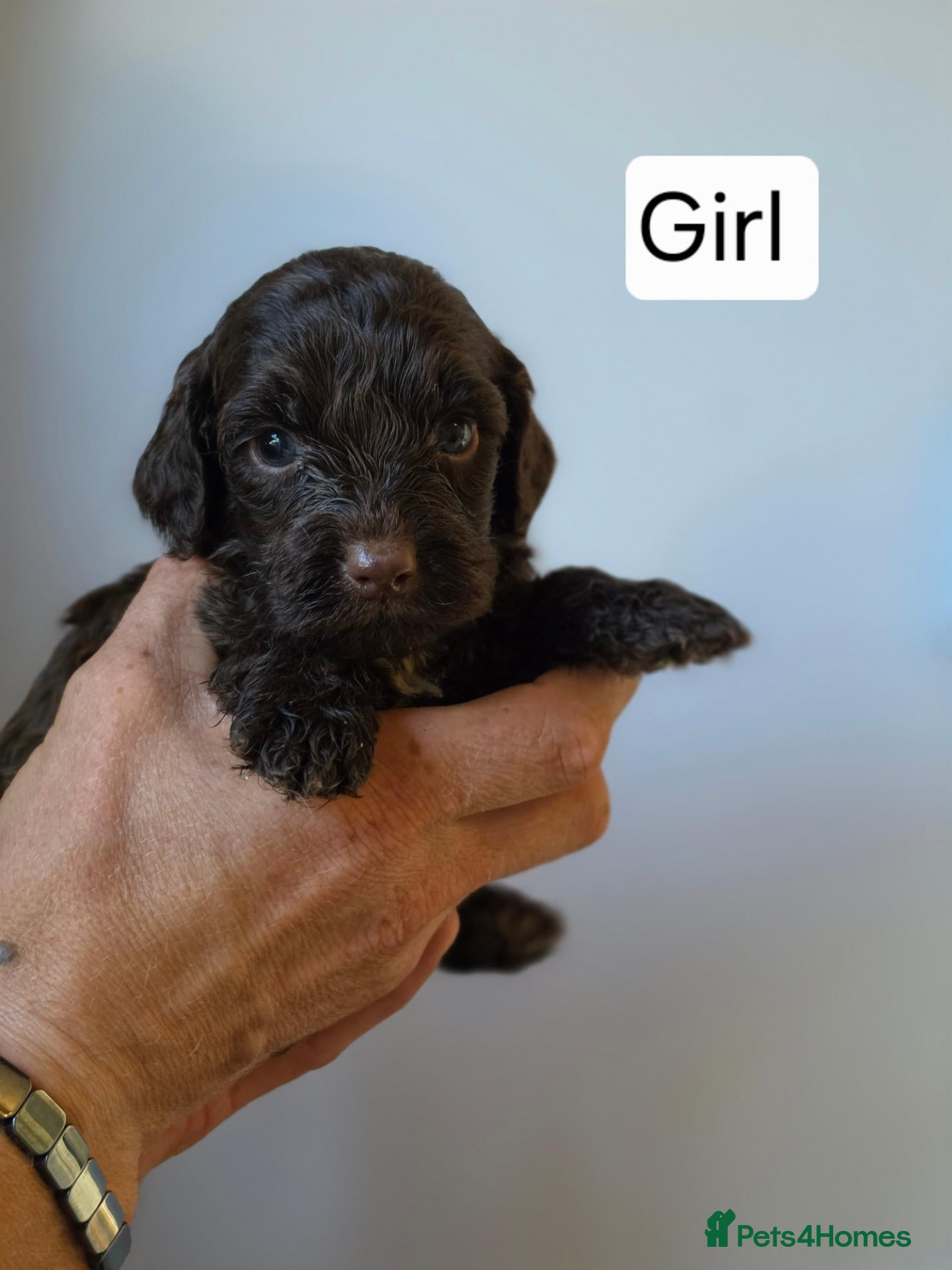 Cockapoo dogs Cockapoo puppies - Advert 3