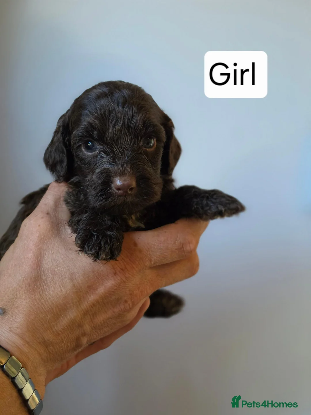 Cockapoo dogs for sale: Cockapoo puppies - Advert 1