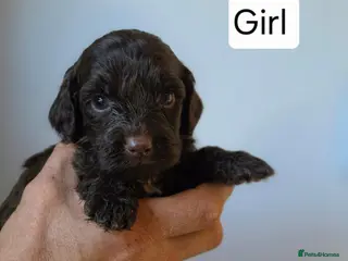 Cockapoo dogs Cockapoo puppies - Advert 1