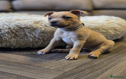 Staffordshire Bull Terrier dogs for sale: !READY NOW! KC Reg Quality Red Staffy Puppies  - Image 3