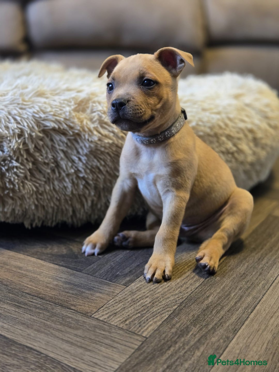 Staffordshire Bull Terrier dogs for sale: !READY NOW! KC Reg Quality Red Staffy Puppies  - Image 3