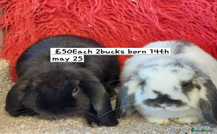 Mini Lop rabbits - Advert 7