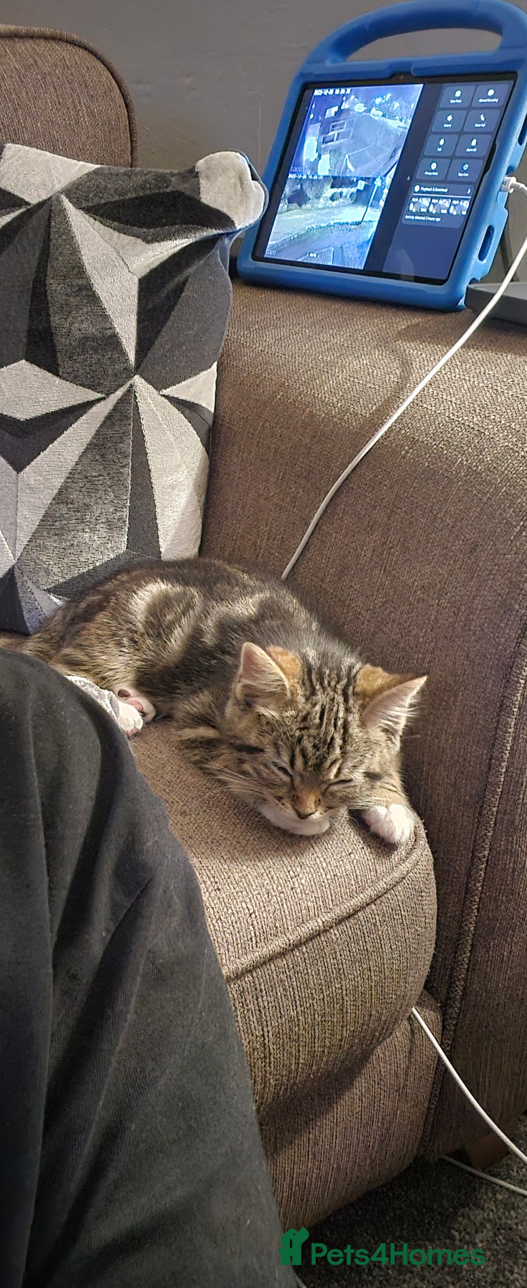 Mixed Breed cats for sale: Kitten  - Advert 5