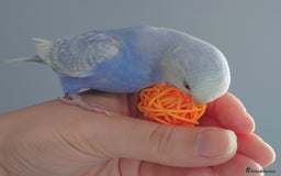 Budgerigars birds for sale: Hand reared silly tame baby budgies  - Image 7