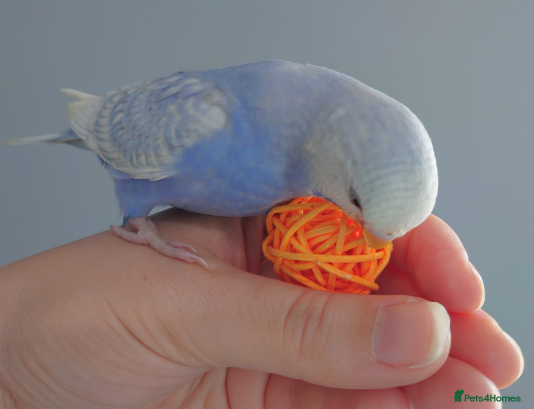 Budgerigars birds for sale: Hand reared silly tame baby budgies  - Image 7