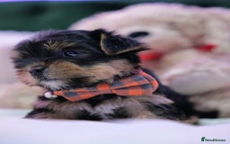 Yorkshire Terrier dogs for sale: Yorkshire Terrier Puppies  - Image 3