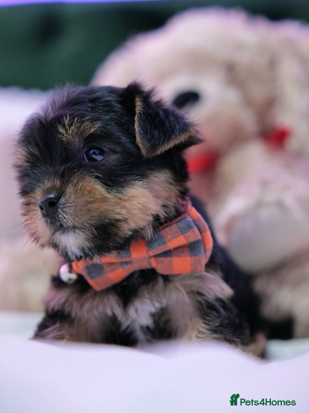 Yorkshire Terrier dogs for sale: Yorkshire Terrier Puppies  - Image 3