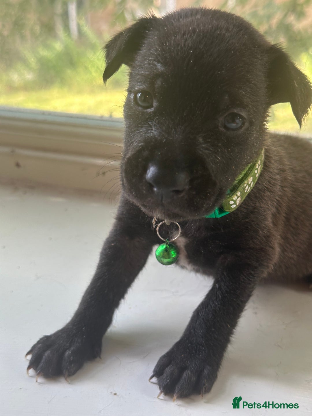 Mixed Breed dogs for sale: Staffy x Belgian Malinos  - Image 11