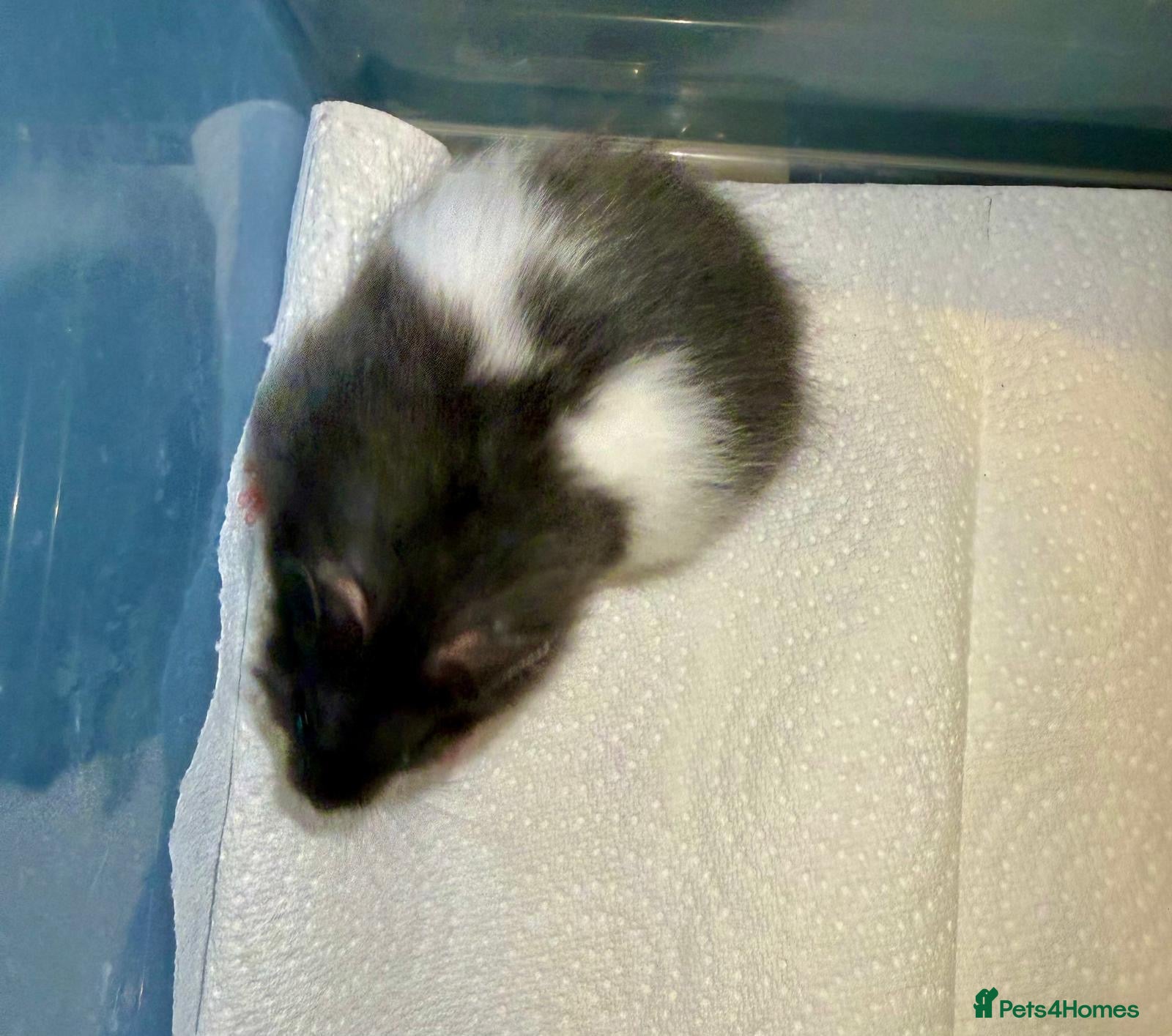 Hamster rodents Baby Syrian hamsters - Advert 2