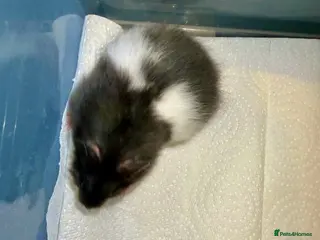 Hamster rodents Baby Syrian hamsters - Advert 2