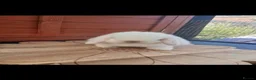Mini Lop rabbits for sale: Stunning purebred mini lop babies - Advert 12