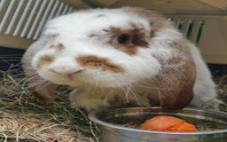 Continental Giant rabbits for sale: Super Stars Stud Service - Beautiful Proven Boys  - Image 7