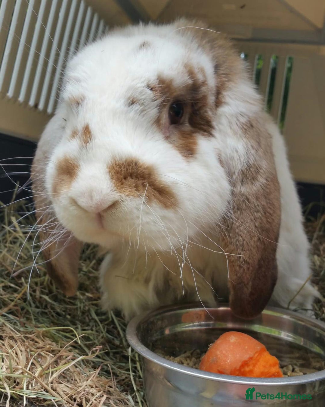 Continental Giant rabbits for sale: Super Stars Stud Service - Beautiful Proven Boys  - Image 7