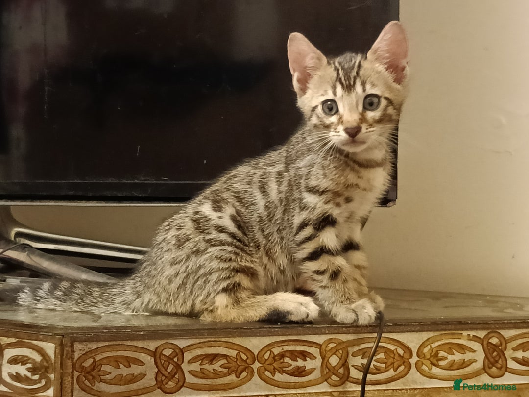Bengal cats for sale: 🏆Families RARE Bengal X F5 Asian Leopard kittens  - Image 12